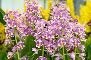 エビネ 蘭裕園 Ranyuen