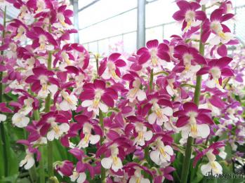 エビネ 蘭裕園 Ranyuen