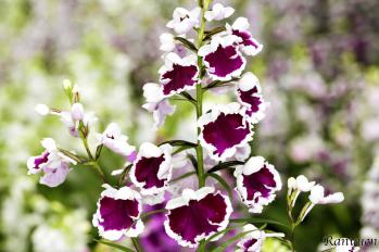 アワチドリ・夢ちどり 蘭裕園 Ranyuen