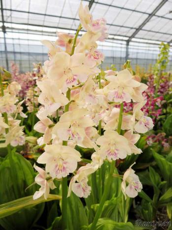 エビネ 蘭裕園 Ranyuen