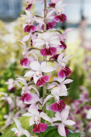 エビネ 蘭裕園 Ranyuen