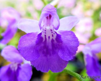 アワチドリ・夢ちどり 蘭裕園 Ranyuen