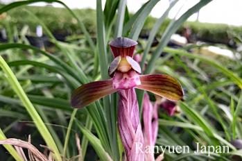 春蘭 蘭裕園 Ranyuen