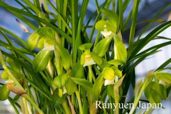 春蘭 蘭裕園 Ranyuen