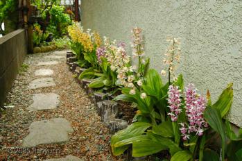 蘭裕園スタイル 蘭裕園 Ranyuen