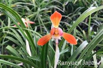 春蘭 蘭裕園 Ranyuen