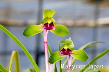 春蘭 蘭裕園 Ranyuen