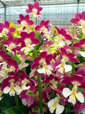 エビネ 蘭裕園 Ranyuen