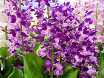 エビネ 蘭裕園 Ranyuen