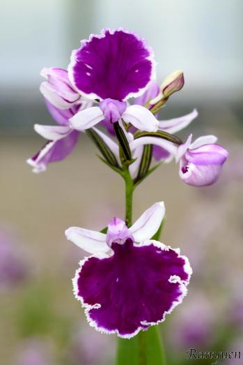 アワチドリ・夢ちどり 蘭裕園 Ranyuen