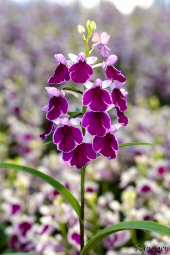 アワチドリ・夢ちどり 蘭裕園 Ranyuen