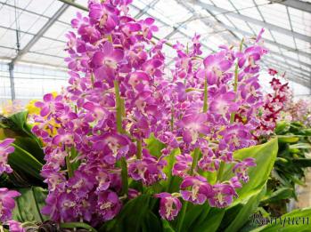 エビネ 蘭裕園 Ranyuen