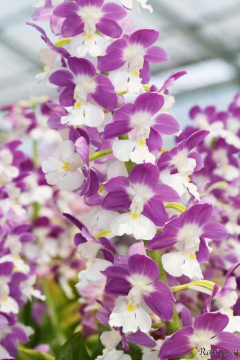 エビネ 蘭裕園 Ranyuen