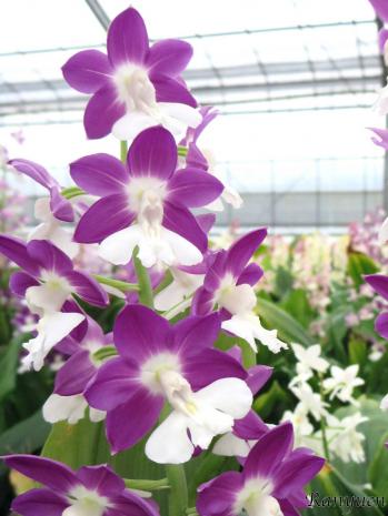 エビネ 蘭裕園 Ranyuen