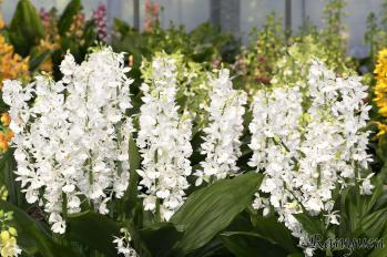 エビネ 蘭裕園 Ranyuen