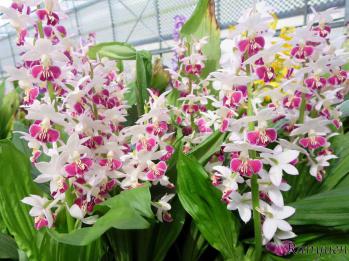 エビネ 蘭裕園 Ranyuen