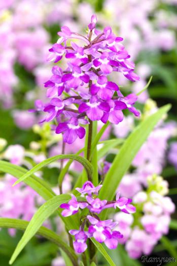 アワチドリ・夢ちどり 蘭裕園 Ranyuen