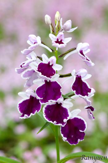 アワチドリ・夢ちどり 蘭裕園 Ranyuen