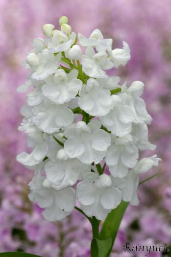 アワチドリ・夢ちどり 蘭裕園 Ranyuen