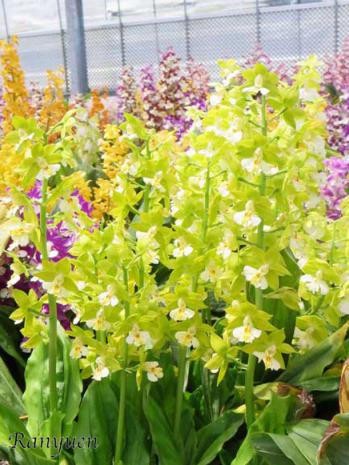 エビネ 蘭裕園 Ranyuen