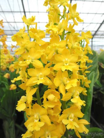 エビネ 蘭裕園 Ranyuen