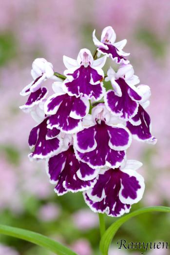 アワチドリ・夢ちどり 蘭裕園 Ranyuen