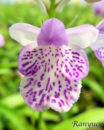 アワチドリ・夢ちどり 蘭裕園 Ranyuen