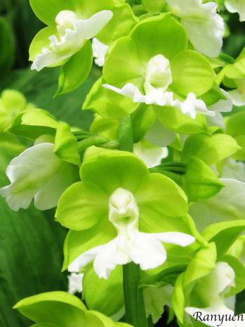 エビネ 蘭裕園 Ranyuen