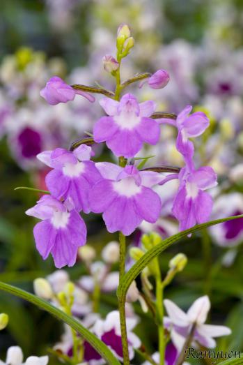アワチドリ・夢ちどり 蘭裕園 Ranyuen