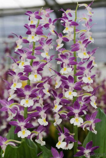 エビネ 蘭裕園 Ranyuen