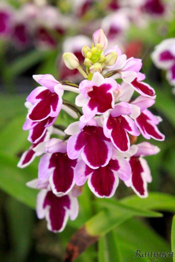 アワチドリ・夢ちどり 蘭裕園 Ranyuen