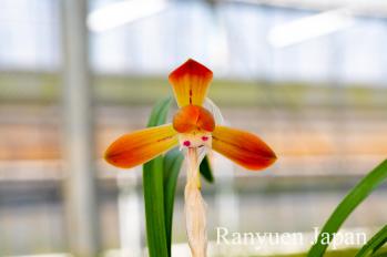 春蘭 蘭裕園 Ranyuen