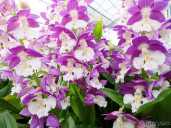 エビネ 蘭裕園 Ranyuen