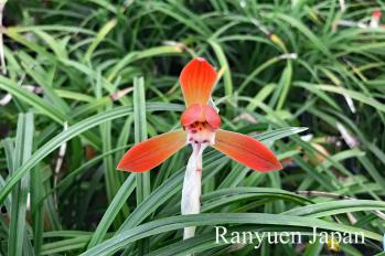 春蘭 蘭裕園 Ranyuen