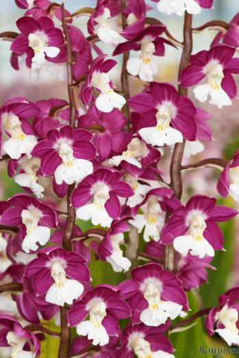 エビネ 蘭裕園 Ranyuen