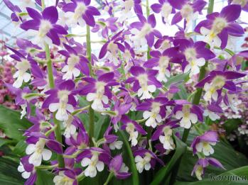 エビネ 蘭裕園 Ranyuen