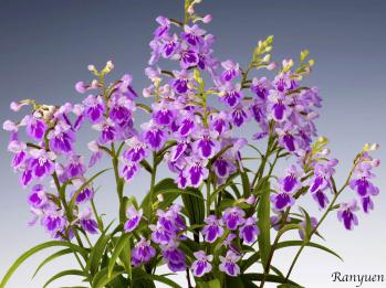 アワチドリ・夢ちどり 蘭裕園 Ranyuen