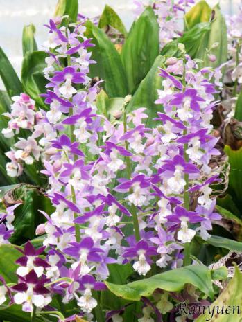 エビネ 蘭裕園 Ranyuen
