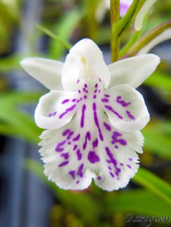 アワチドリ・夢ちどり 蘭裕園 Ranyuen