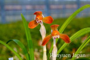 春蘭 蘭裕園 Ranyuen