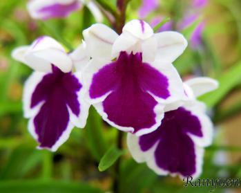 アワチドリ・夢ちどり 蘭裕園 Ranyuen