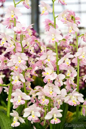 エビネ 蘭裕園 Ranyuen