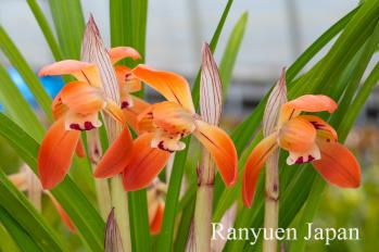 春蘭 蘭裕園 Ranyuen