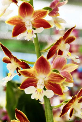 エビネ 蘭裕園 Ranyuen