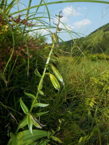 カキラン 蘭裕園 Ranyuen