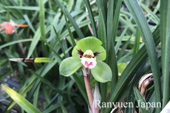 春蘭 蘭裕園 Ranyuen