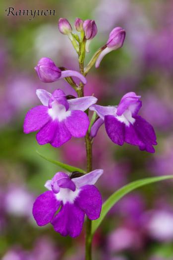 アワチドリ・夢ちどり 蘭裕園 Ranyuen