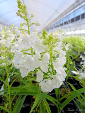 アワチドリ・夢ちどり 蘭裕園 Ranyuen