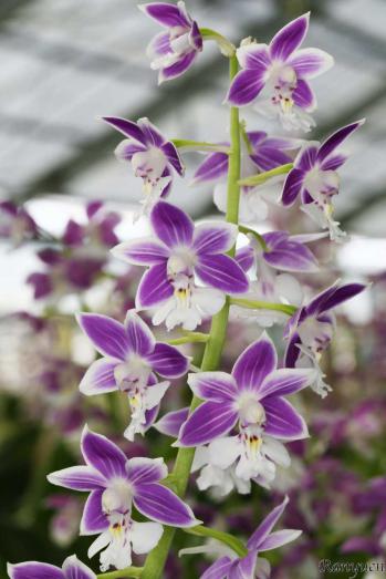 エビネ 蘭裕園 Ranyuen