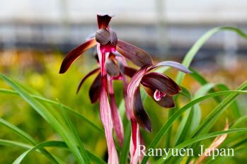 春蘭 蘭裕園 Ranyuen